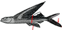 Cheilopogon-Claves_01